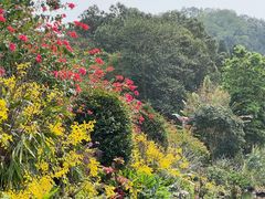 -深圳仙湖植物园