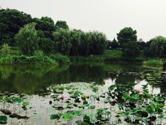 -金卉庄园