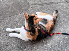 -Again Coffee Roaster(香蜜湖店)