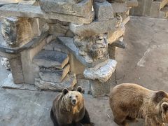 -保定市动物园