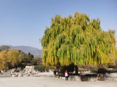 -北京西山国家森林公园