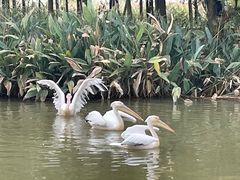 -宁波杭州湾国家湿地公园