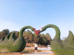-大塘金香草谷