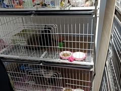 -白佛花鸟鱼虫批发市场小型宠物交易(东区)