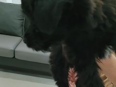 -谐和益家动物医院·免疫绝育·血液透析·宠保定点医院(高新伊藤分院)