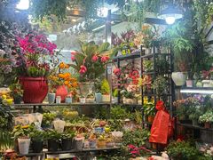 -溪岸路花鸟市场