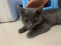 -lincat·猫舍(广州店)
