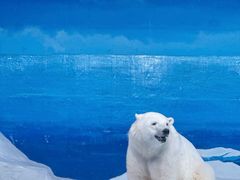 -海合安天津极地海洋公园