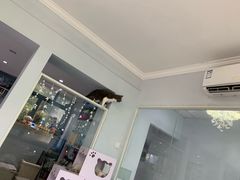 -喵的天空名猫咖啡馆·撸猫·猫舍·用品