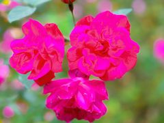 -新虹桥中心花园