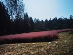 -日照海滨国家森林公园