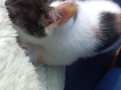 -伟伟宠物医院·瑞派猫友好医院·猫科(光谷店)