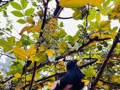 -树厨贵州菜(铜仁花果山店)