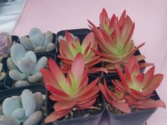-上海鲜花港