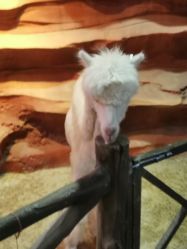 -酷嗒动物文化乐园(cutezoo西溪乐天城店)