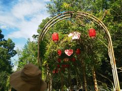 -合肥滨湖国家森林公园