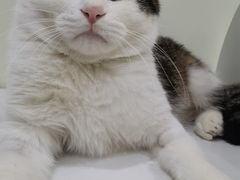 -瑞派宠物医院·24小时骨科·心脏·核磁(哈尔滨南岗店)