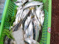 -开鑫鱼厂·宁波海鲜(前程智慧城店)
