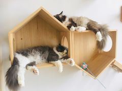 -Catmate·猫肥家润(金润铂宫店)