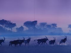 -罗红摄影艺术馆