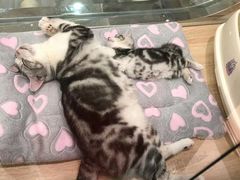 -BABIT巴比特宠物(MOMOPARK店)