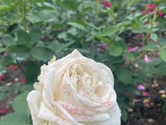 -徐家汇源景区-衡山公园