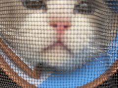 -瑞派康怡24h宠物医院·犬猫医疗中心·微创绝育(瑞景分院)