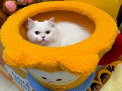 -帕帕拉兹宠物(亚洲旗舰店)