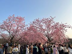 -东湖磨山景区樱花园-停车场