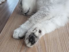 -猫的茶·猫咖
