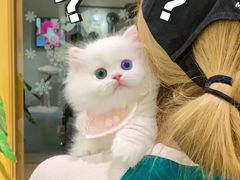 -欣宠猫屋·矮脚拿破仑·蓝金金渐层