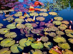 -国家植物园南园