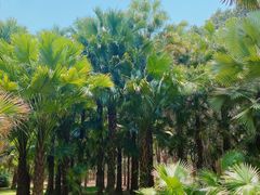 -中国科学院西双版纳热带植物园