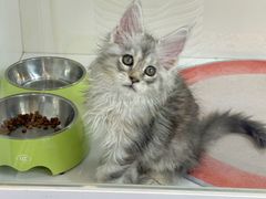 -青奢宠物·青奢猫舍