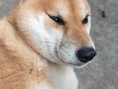 -柴犬高等学院·狗咖·柴犬售卖·宠物训练