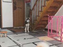 -汪说·狗咖(旺城大厦店)