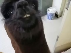 -我爱猫咪·猫咖·狗咖·安哥拉兔·羊驼咖(小寨华旗店)