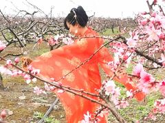 -樂桃源奉贤黄桃种植采摘基地