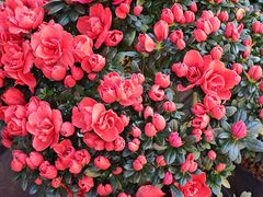 -溪岸路花鸟市场