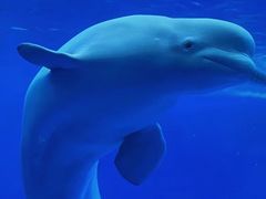 -海合安武汉极地海洋公园