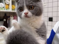 -猫大福·Fortune Cat猫舍(百子湾店)