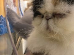 -momokira米努特·德文卷毛猫·棉花面纱犬