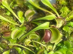 -国家植物园南园