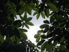 -桤木河湿地公园