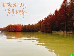 -上海海湾国家森林公园