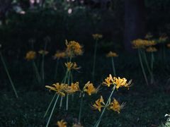 -杭州植物园
