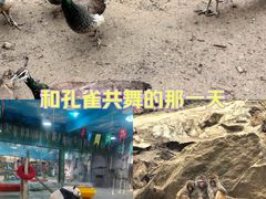 -栾川竹海野生动物园