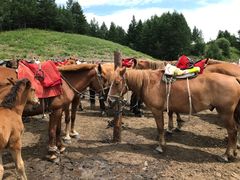 -塞罕坝国家级自然保护区