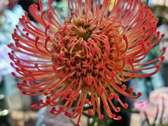 -L.C FLORA花予你(城西银泰城店)