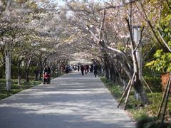-高东镇樱花园